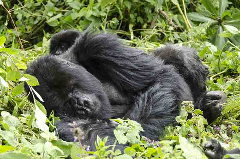 Gorila - selva de Virunga - parque nacional de los Volcanes - Ruanda 06.jpg